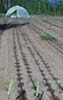 drip irrigation systems save money