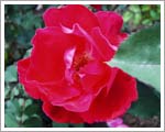 drip irrigation systems