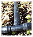 drip irrigation
