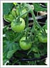 drip irrigation systems