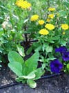 Drip Irrigation for flowers