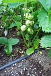 Drip irrigation for strawberries